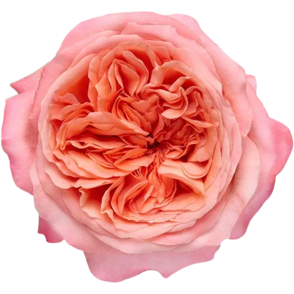 Rose Pink-Xpression 50cm ECO