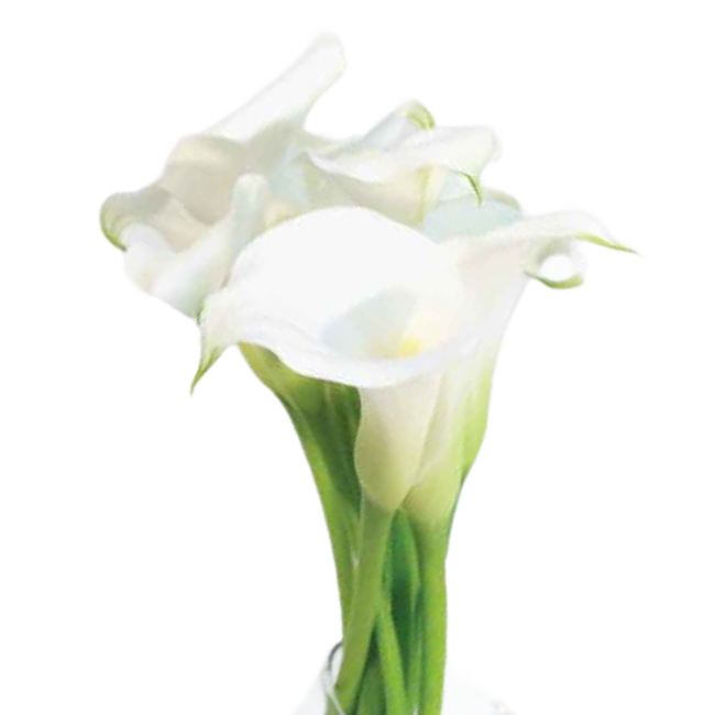 Mini Calla White Horse Sole