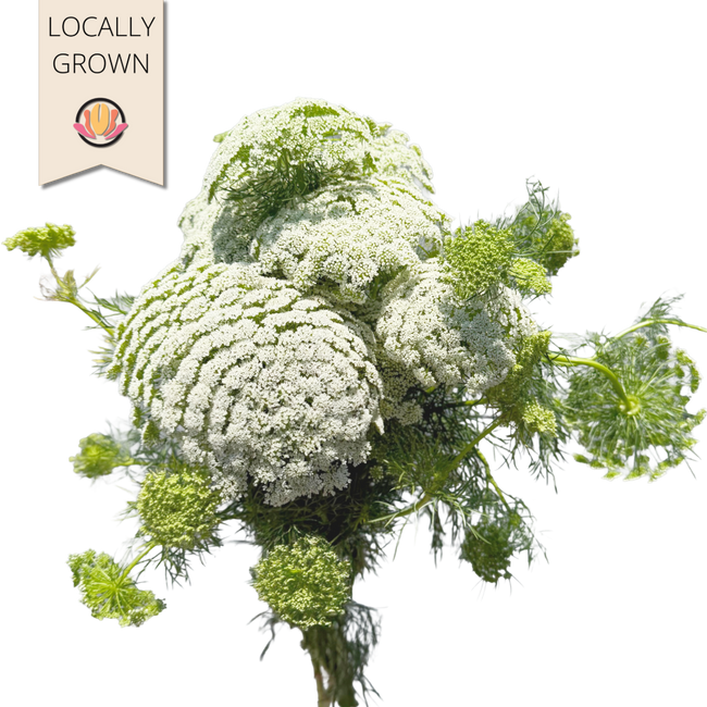 Lace Ammi Green mist local