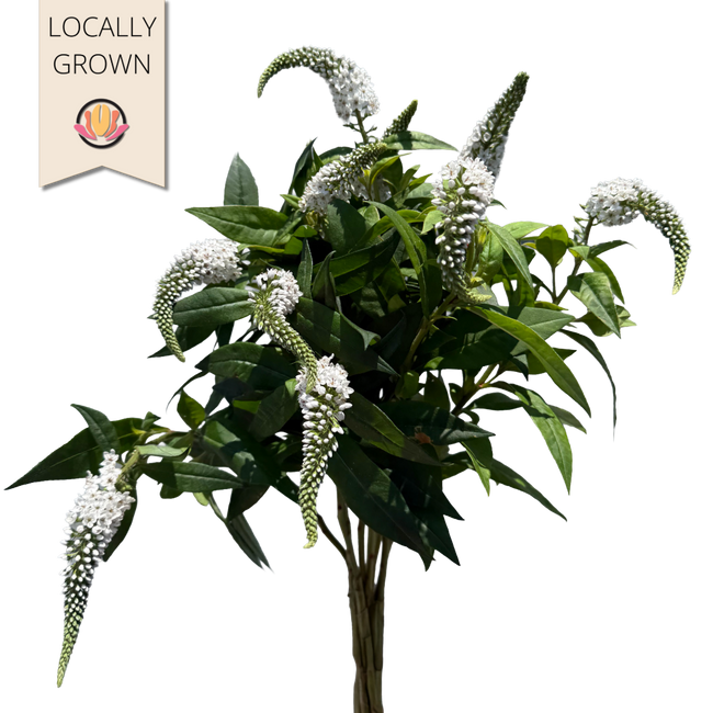 Lysomachia local