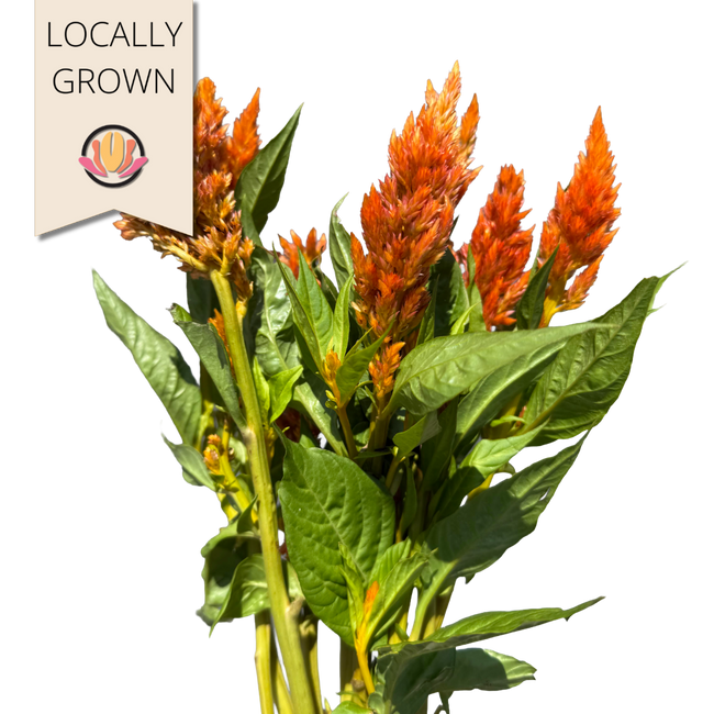 Celosia Sunday Orange seaberry