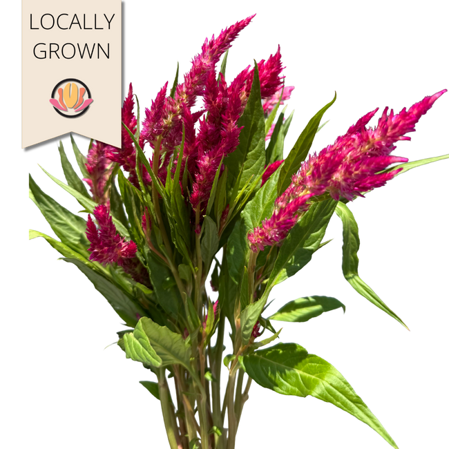 Celosia Sunday Cherry seaberry