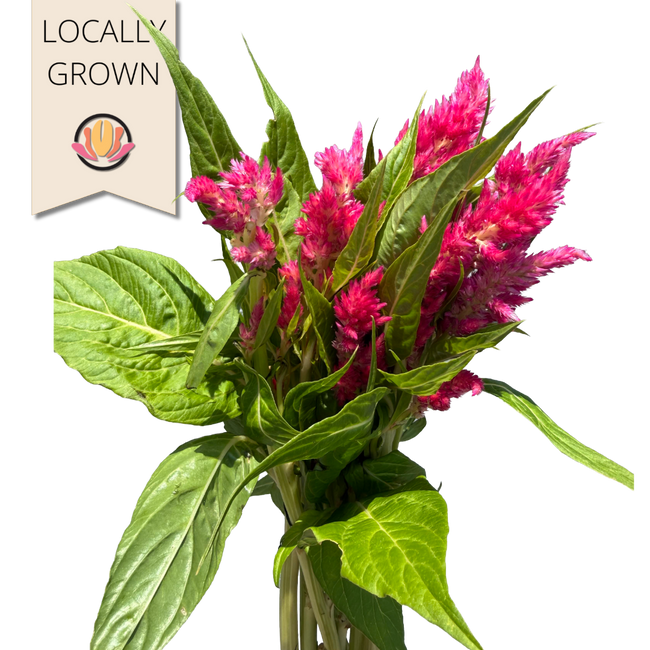 Celosia Sunday Bright Pink sea