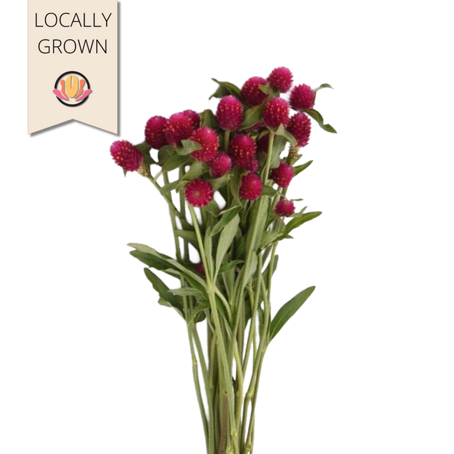 Gomphrena Carmine seaberry 10s