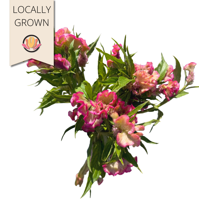 Coxcomb Kurume Rose seaberry