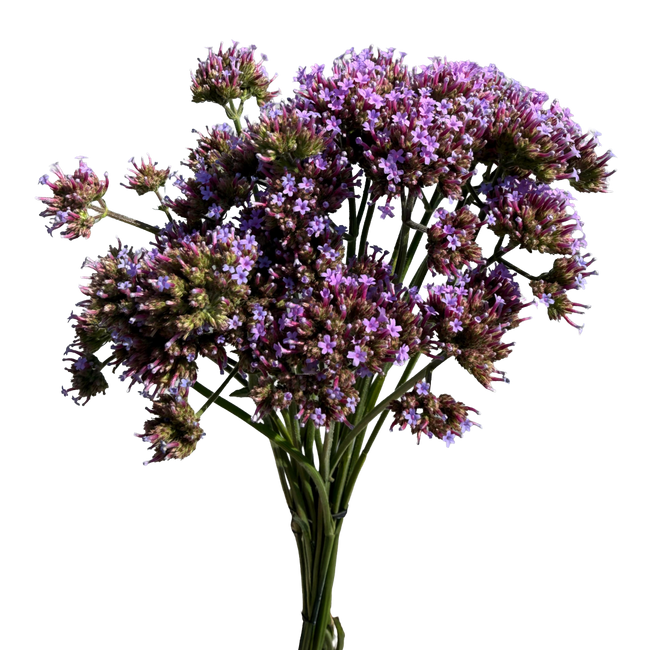 Verbena Purple seaberry