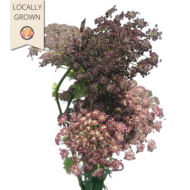 Lace Chocolate local