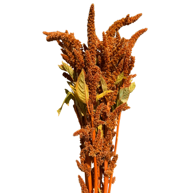 Amaranthus Copper fl farms