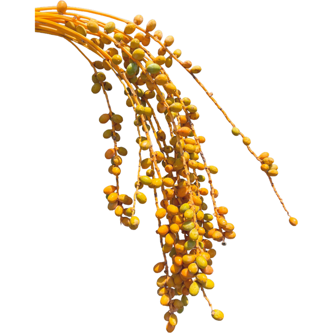 Dates Orange fl farm