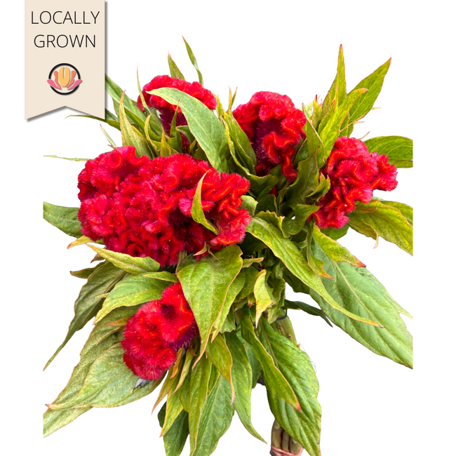 Coxcomb Chief Carmine seaberry