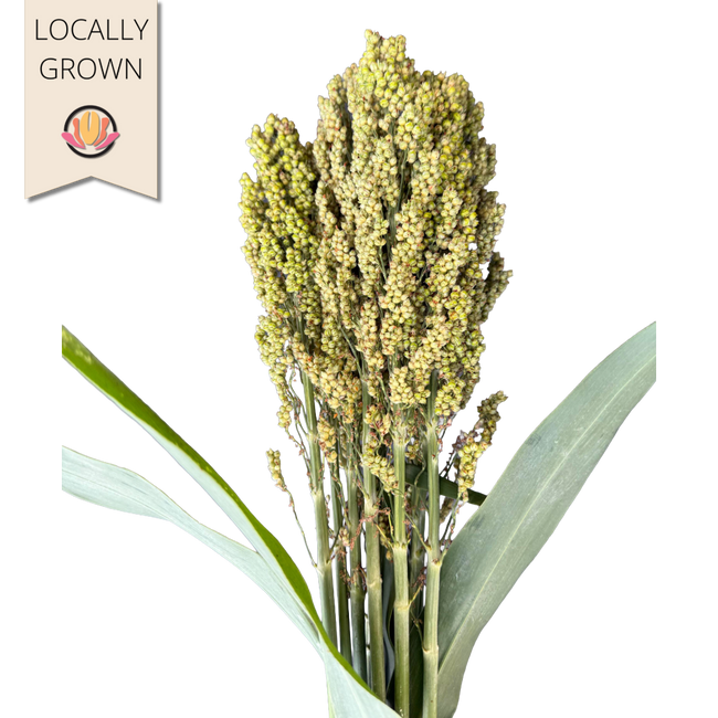 Sorgum Green seaberry