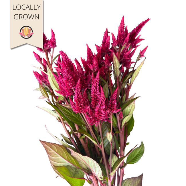 Celosia Celway Red local