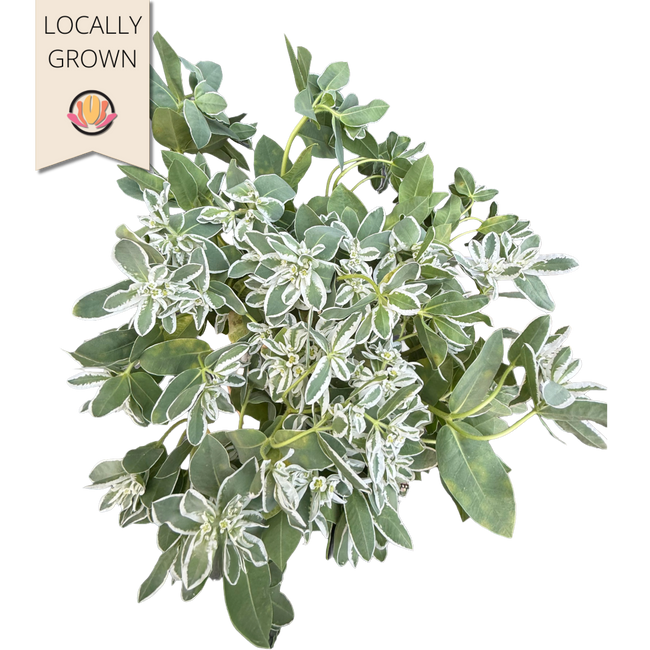 Euphorbia Snow on the Mtn loca