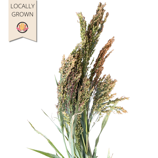 Grass Panicum local