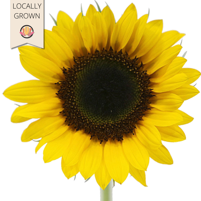 Sunflowers Vincents choice loc
