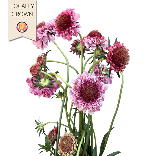 Scabiosa Scoop Popsicle local