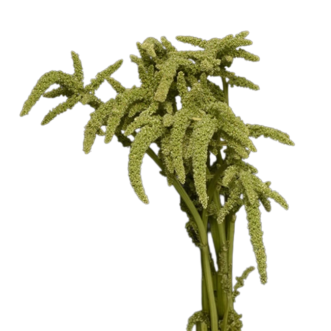 Amaranthus Green Upright regio