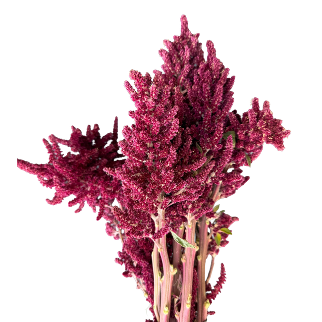 Amaranthus Red Upright regiona