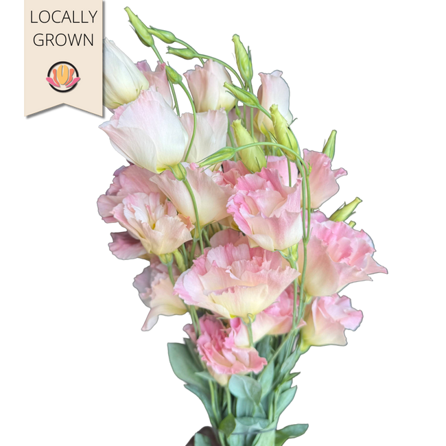Lisianthus Champagne local