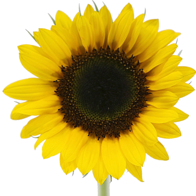 Sunflower VIncent fc 5st