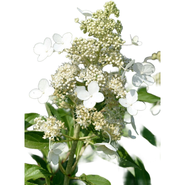 Hydrangea Pan Kyushu Anton