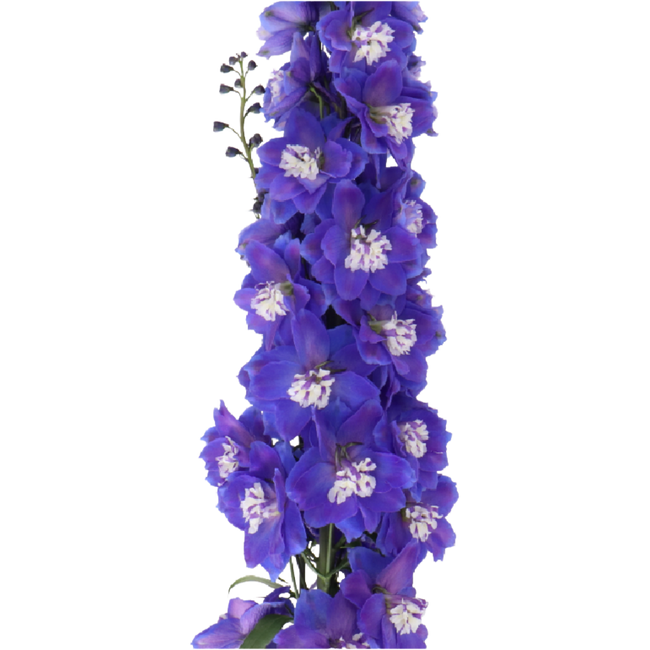 Delph Elatum Dewi Blue star ho