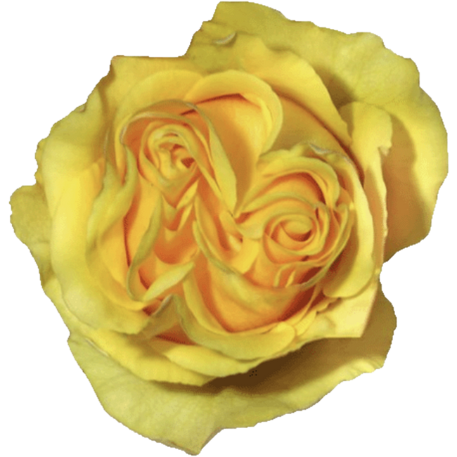 Rose Glitz 50cm rfi