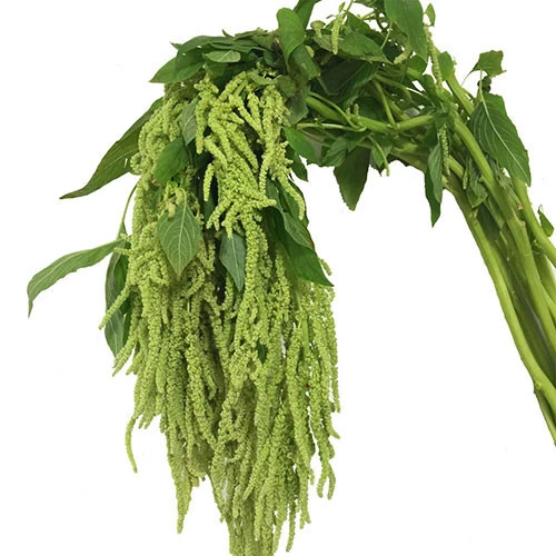 Amaranthus Green Hanging regio