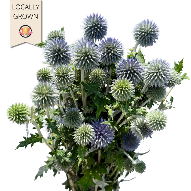 Echinops Blue local
