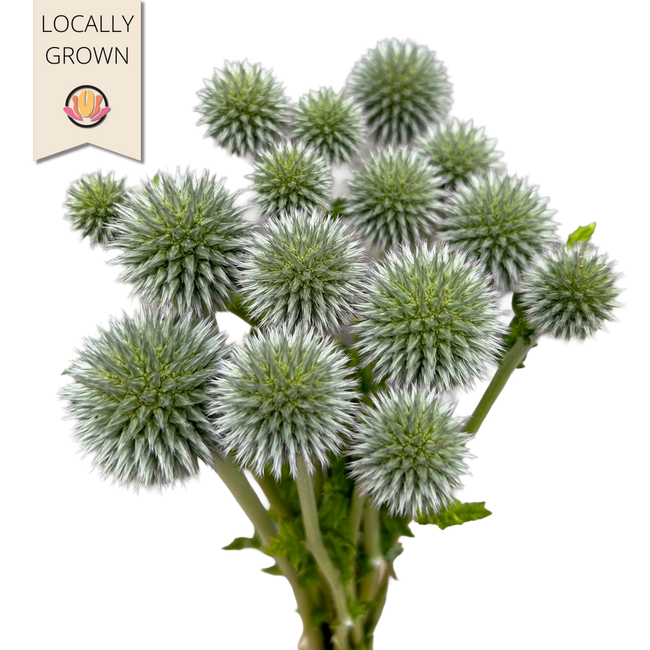 Echinops White Local