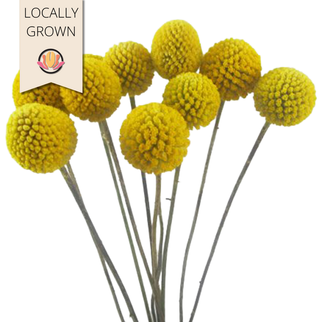 Craspedia Billy balls local