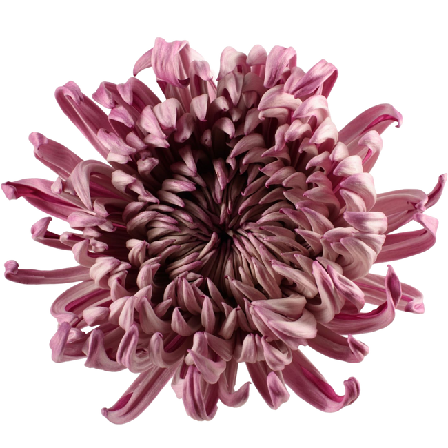 Mum Cremon Vintage Purple choi