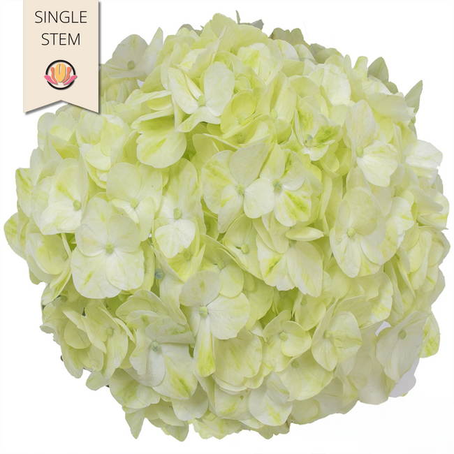 Hydrangea Mojito multiflora st