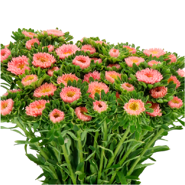 Aster Matsu Apricot holl