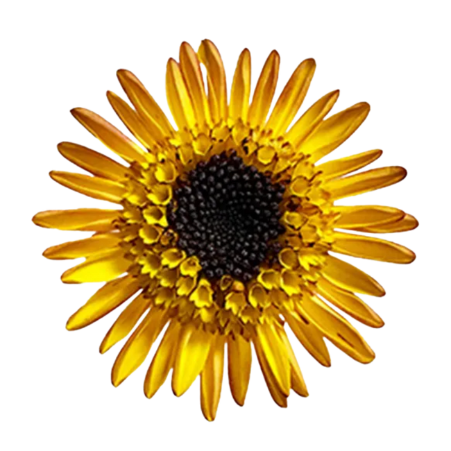 Pom Daisy Sundi GALL.