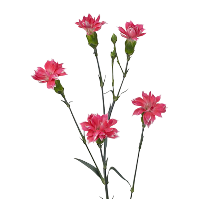 Dianthus SPX Star Cherry Ht. P