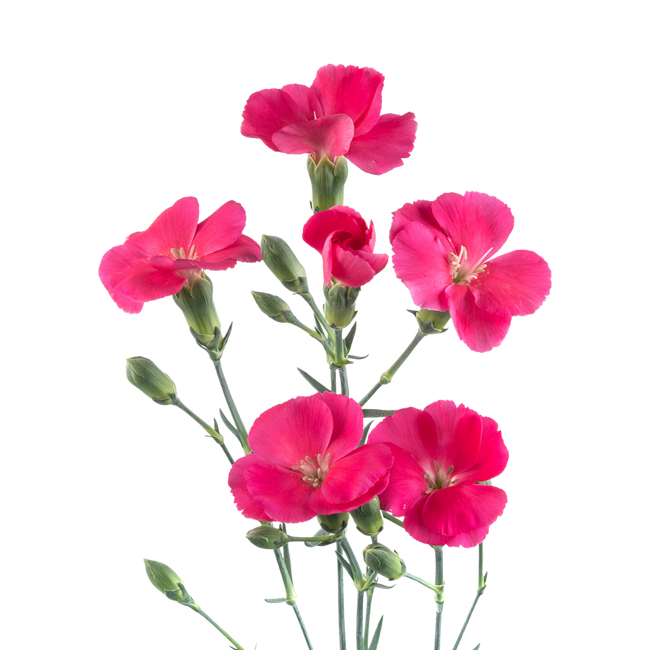 Dianthus Solomio Hot Pink sole