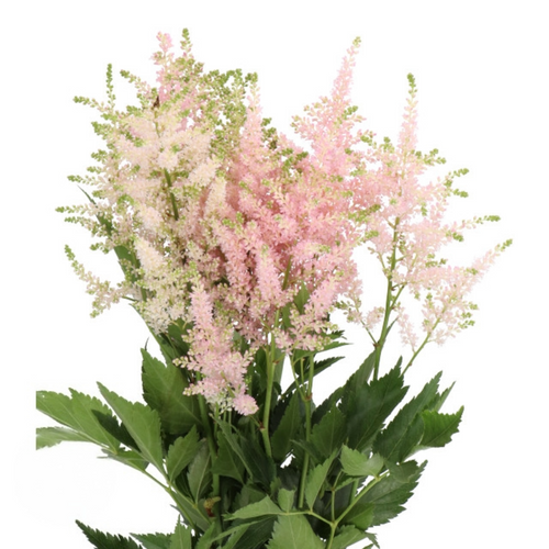 Astilbe Europa chili