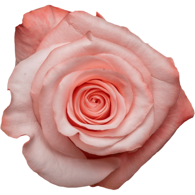 Rose Be Sweet 70cm Rprima