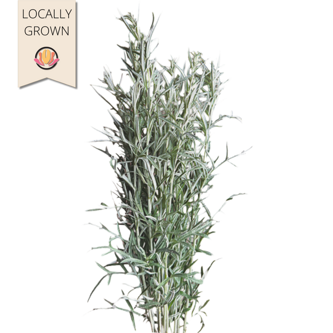 Artemesia Silver local