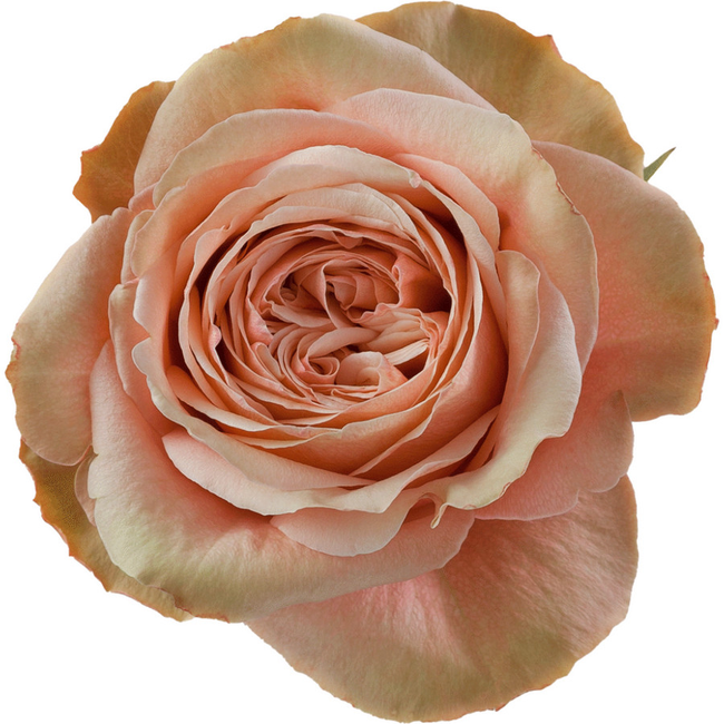 Rose Kahala 40cm Florecal