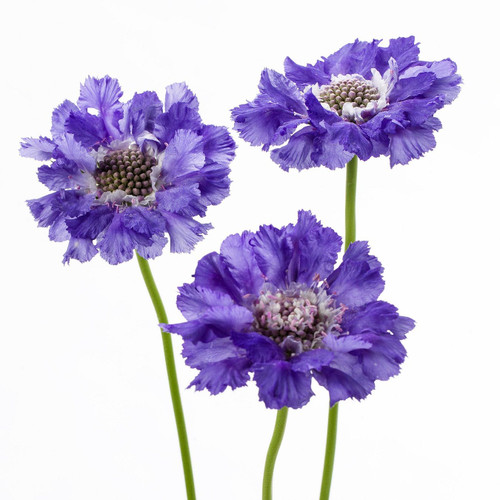 Scabiosa Deep blue Holex