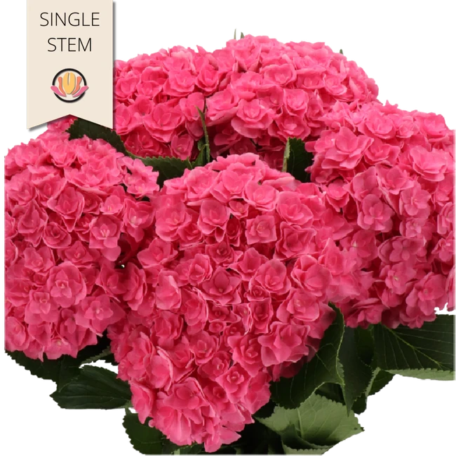 Hydrangea Royal Kiss holl(STEM