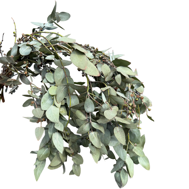 Eucalyptus with pods regional