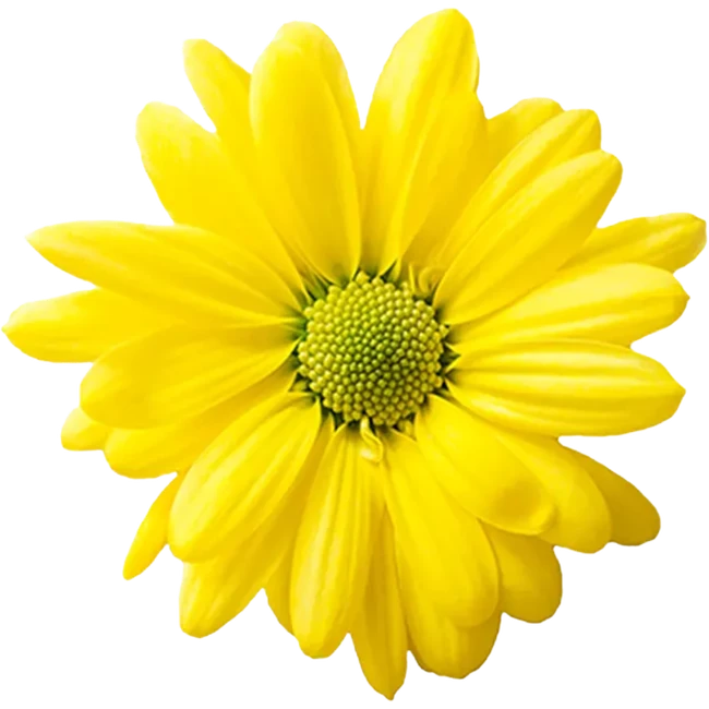 Pom Daisy Yellow Reagan rio