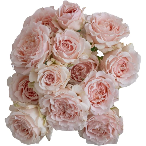 RoseSpray Wedding Rosever rfi