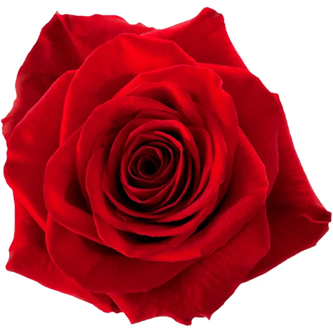 Rose Freedom Rio (100cs)