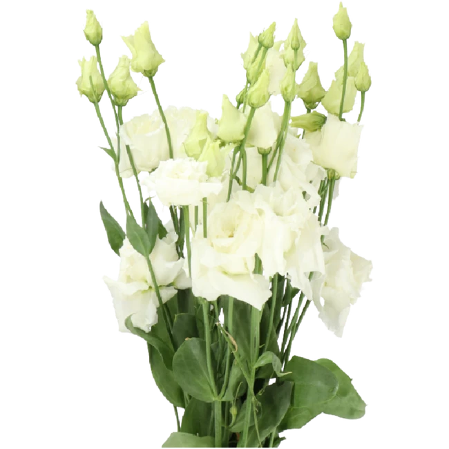Lisianthus Alyssa White holl