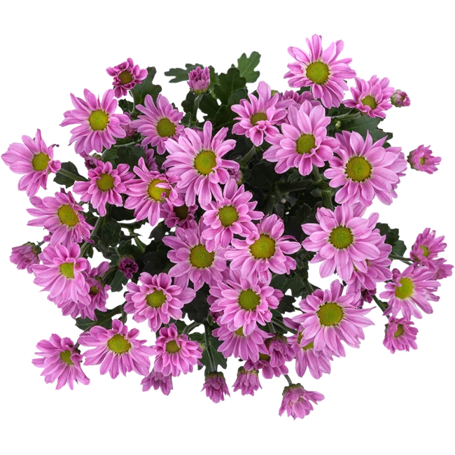 Pom Micro Jaxon bmark