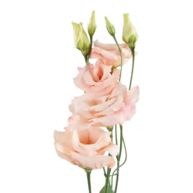 Lisianthus Champagne tessa